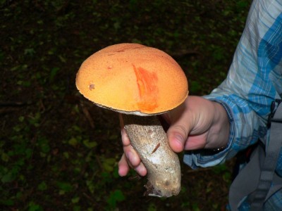 P1000014.jpg